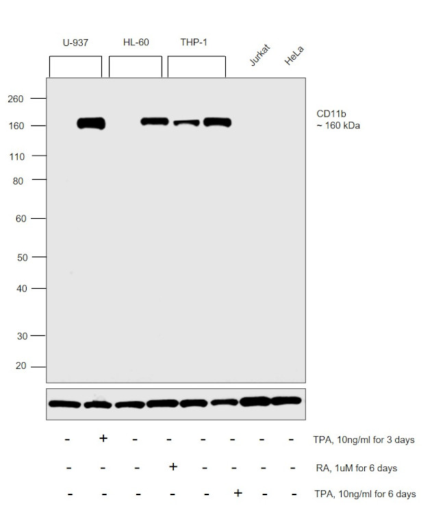 CD11b Antibody