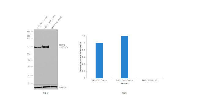 CD11b Antibody in Western Blot (WB)