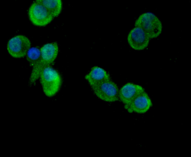 CD11b Antibody in Immunocytochemistry (ICC/IF)