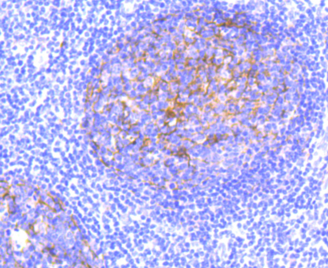 CD11b Antibody in Immunohistochemistry (Paraffin) (IHC (P))