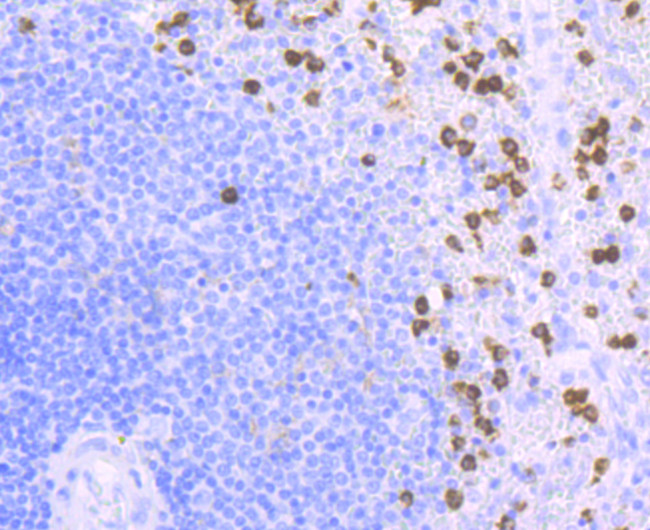 CD11b Antibody in Immunohistochemistry (Paraffin) (IHC (P))
