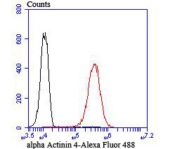alpha Actinin 4 Antibody in Flow Cytometry (Flow)