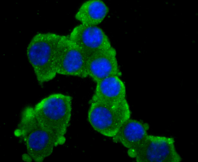 GluR2 Antibody in Immunocytochemistry (ICC/IF)