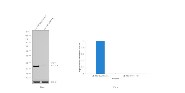 HPRT1 Antibody