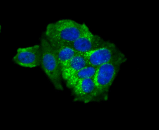 IFITM3 Antibody in Immunocytochemistry (ICC/IF)