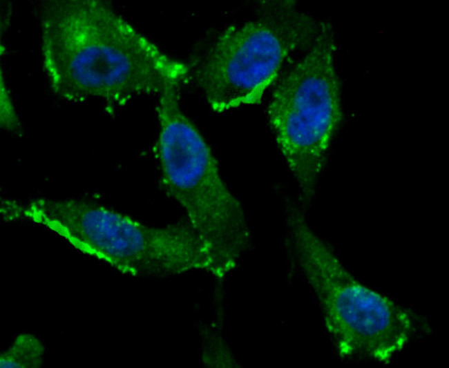 IFITM3 Antibody in Immunocytochemistry (ICC/IF)