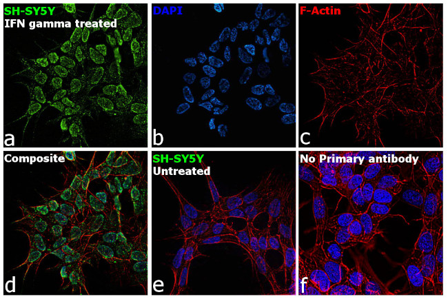 IFITM3 Antibody in Immunocytochemistry (ICC/IF)