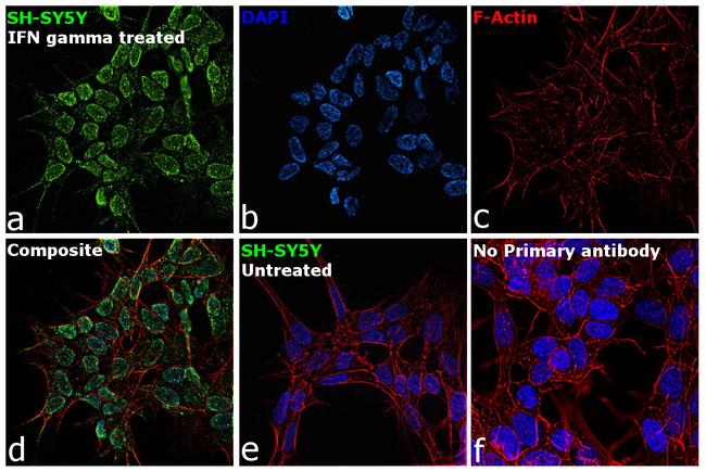 IFITM3 Antibody