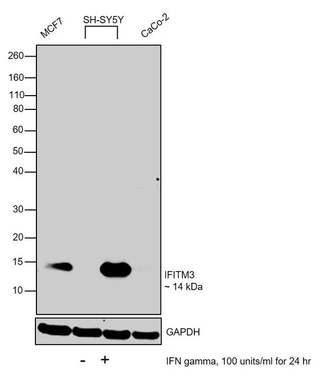 IFITM3 Antibody in Western Blot (WB)