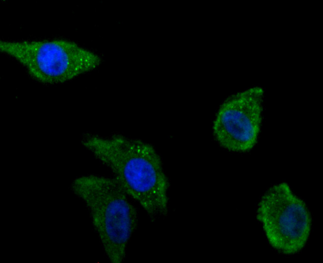 Zyxin Antibody in Immunocytochemistry (ICC/IF)