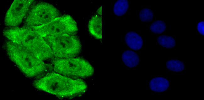 PSMA1 Antibody in Immunocytochemistry (ICC/IF)