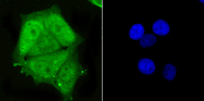 PSMA1 Antibody in Immunocytochemistry (ICC/IF)