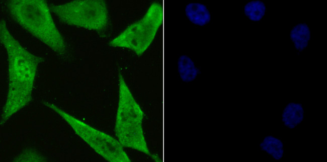 PSMA1 Antibody in Immunocytochemistry (ICC/IF)