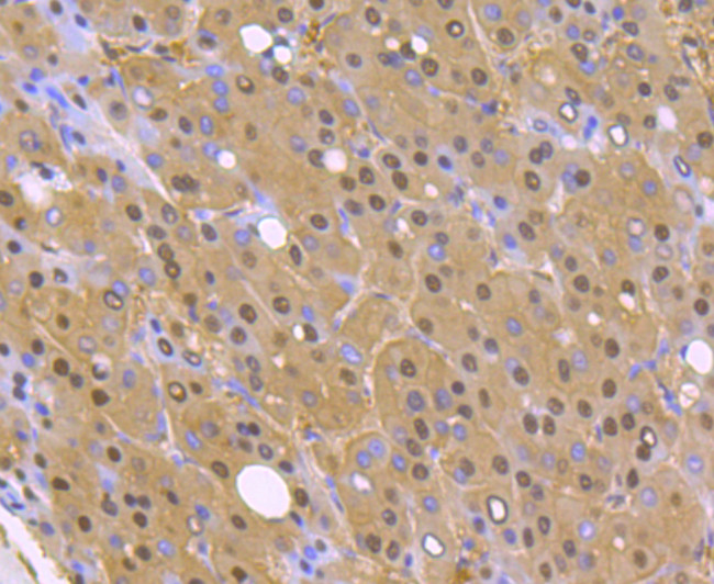 PSMA1 Antibody in Immunohistochemistry (Paraffin) (IHC (P))