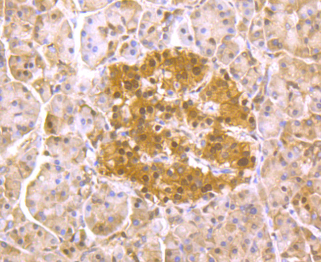 PSMA1 Antibody in Immunohistochemistry (Paraffin) (IHC (P))