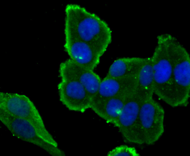 IKK epsilon Antibody in Immunocytochemistry (ICC/IF)