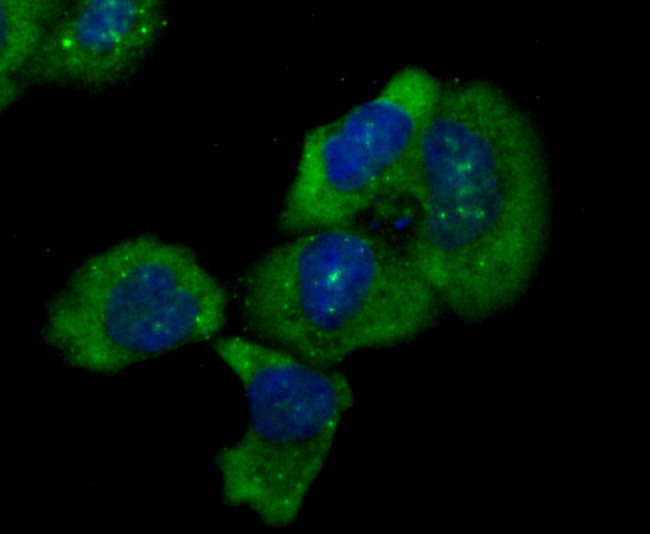 IKK epsilon Antibody in Immunocytochemistry (ICC/IF)