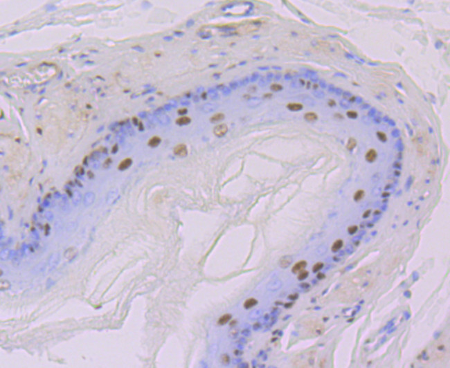 DDB1 Antibody in Immunohistochemistry (Paraffin) (IHC (P))