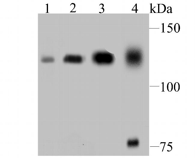 DDB1 Antibody in Western Blot (WB)