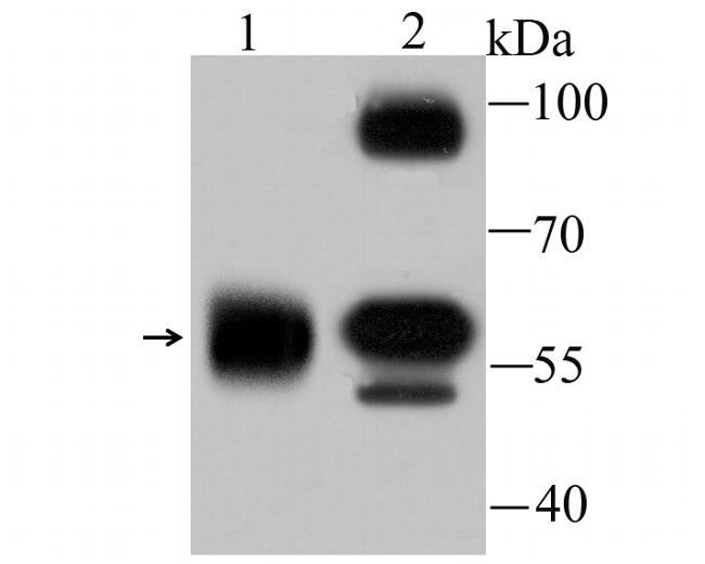 alpha Internexin Antibody in Western Blot (WB)