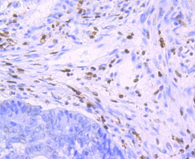 SAMHD1 Antibody in Immunohistochemistry (Paraffin) (IHC (P))