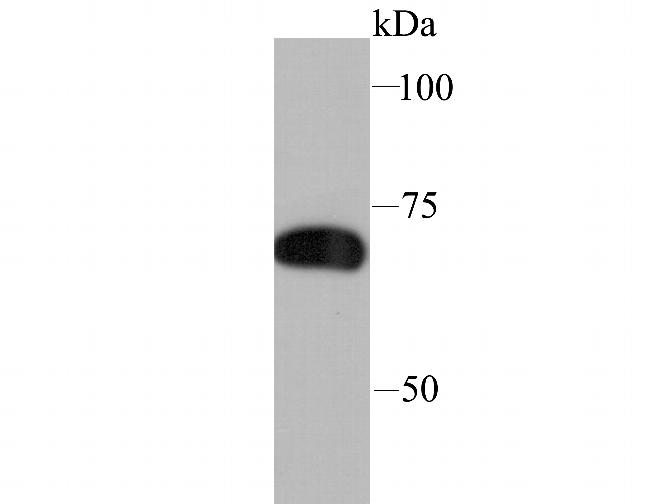 SAMHD1 Antibody in Western Blot (WB)