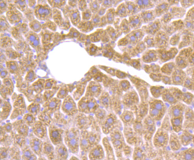 HSD11B1 Antibody in Immunohistochemistry (Paraffin) (IHC (P))