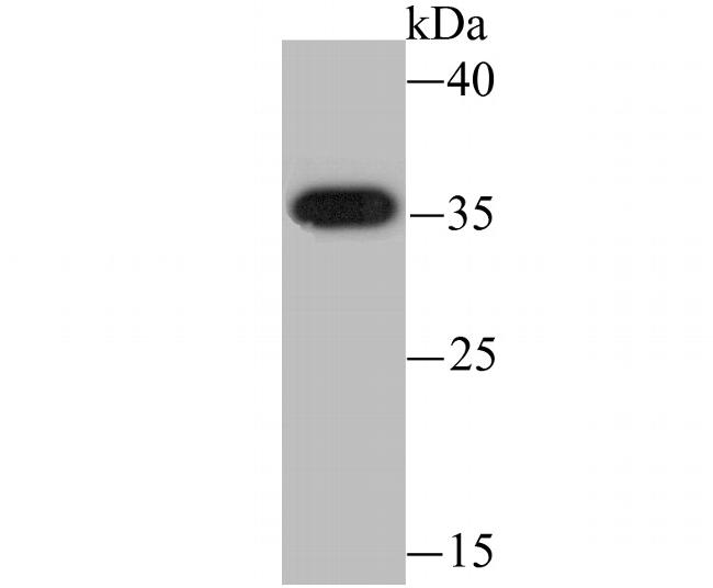 HSD11B1 Antibody in Western Blot (WB)