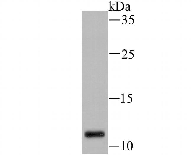 H3K14ac Antibody in Western Blot (WB)