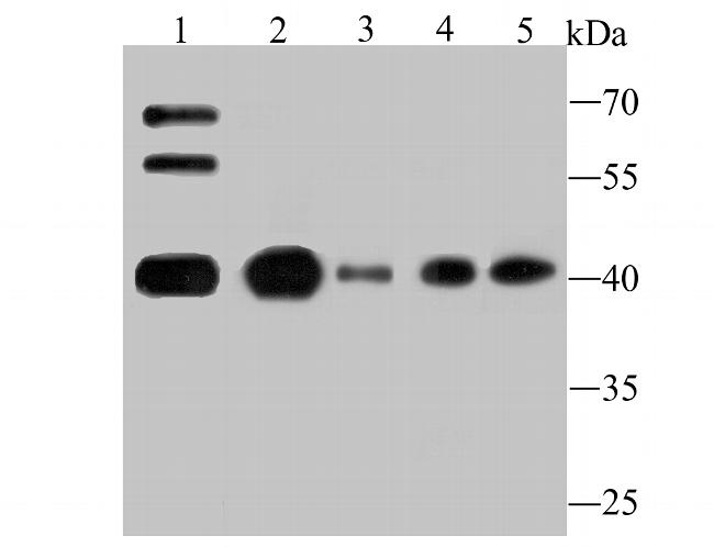 ATG3 Antibody in Western Blot (WB)