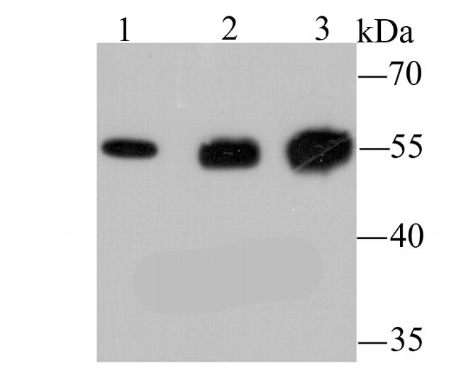 LOX Antibody in Western Blot (WB)