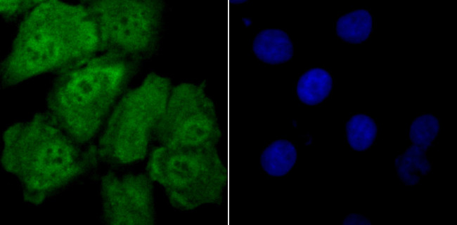 Drosha Antibody in Immunocytochemistry (ICC/IF)