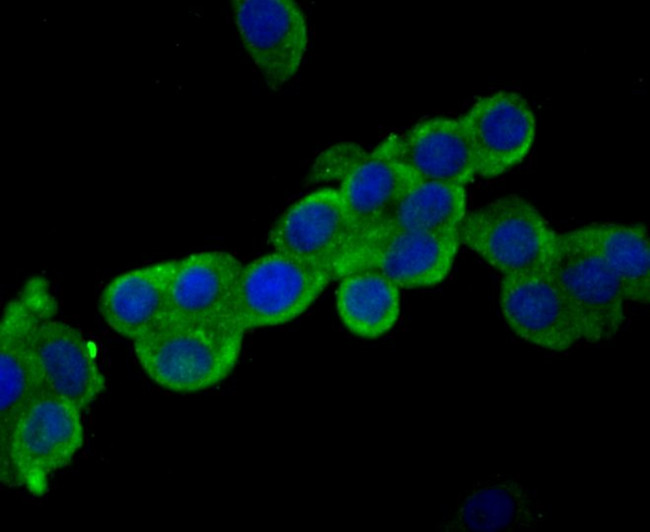 USP14 Antibody in Immunocytochemistry (ICC/IF)