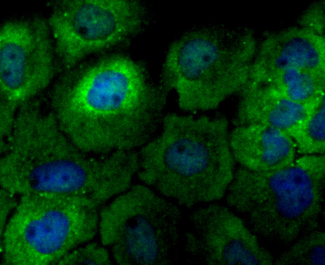 p23 Antibody in Immunocytochemistry (ICC/IF)