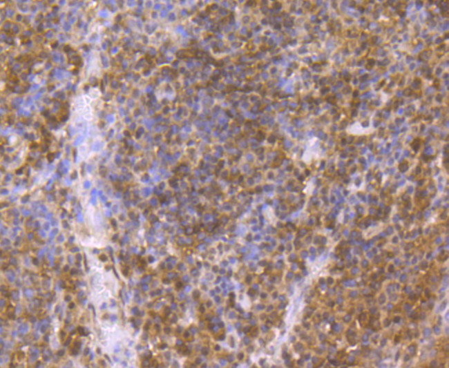 p23 Antibody in Immunohistochemistry (Paraffin) (IHC (P))