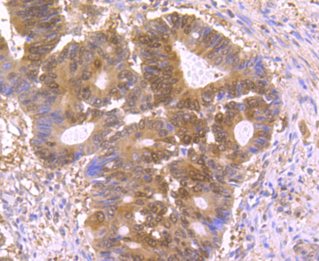 p23 Antibody in Immunohistochemistry (Paraffin) (IHC (P))