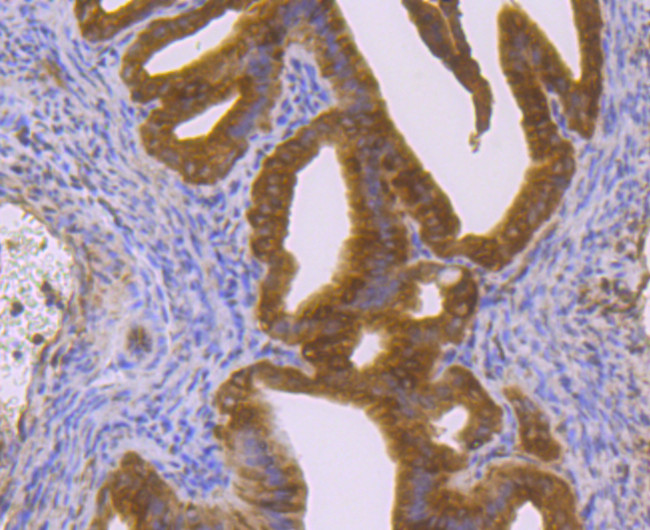 p23 Antibody in Immunohistochemistry (Paraffin) (IHC (P))