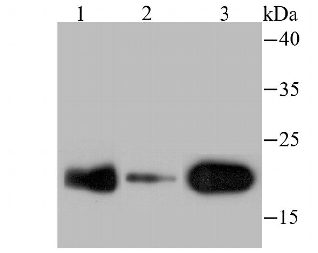 p23 Antibody in Western Blot (WB)