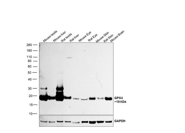 GPX4 Antibody in Western Blot (WB)