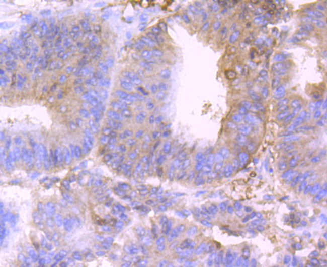 CD317 (BST2, PDCA-1) Antibody in Immunohistochemistry (Paraffin) (IHC (P))