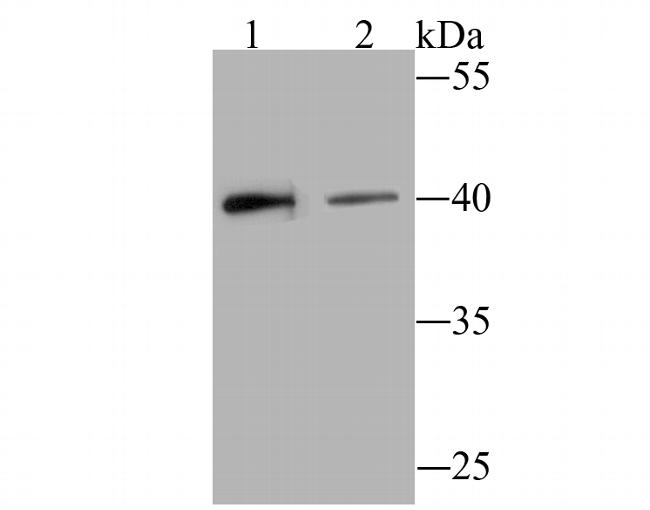 CD317 (BST2, PDCA-1) Antibody in Western Blot (WB)