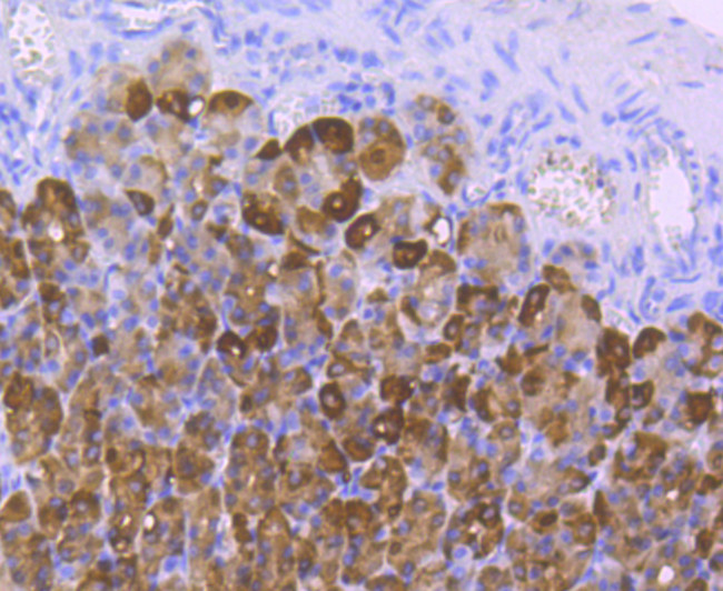 Carbonic anhydrase II Antibody in Immunohistochemistry (Paraffin) (IHC (P))