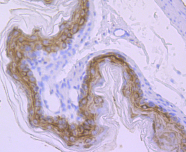 Carbonic anhydrase II Antibody in Immunohistochemistry (Paraffin) (IHC (P))