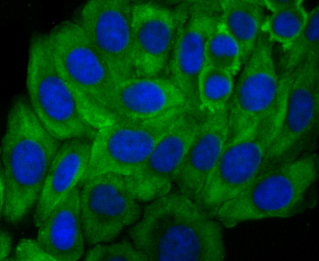 Growth Hormone Receptor Antibody in Immunocytochemistry (ICC/IF)