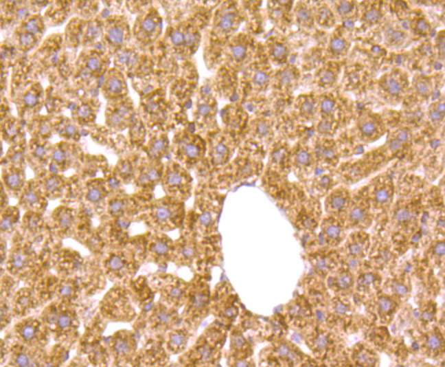 Growth Hormone Receptor Antibody in Immunohistochemistry (Paraffin) (IHC (P))