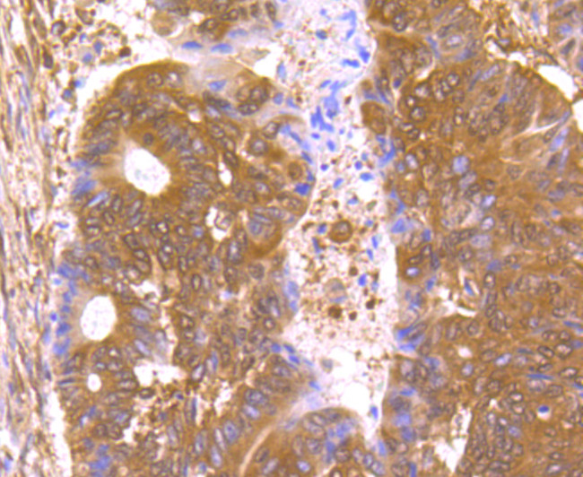 Nuclear Matrix Protein p84 Antibody in Immunohistochemistry (Paraffin) (IHC (P))