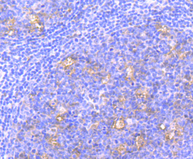 Nuclear Matrix Protein p84 Antibody in Immunohistochemistry (Paraffin) (IHC (P))