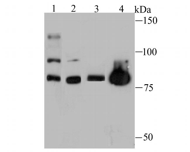 Nuclear Matrix Protein p84 Antibody in Western Blot (WB)