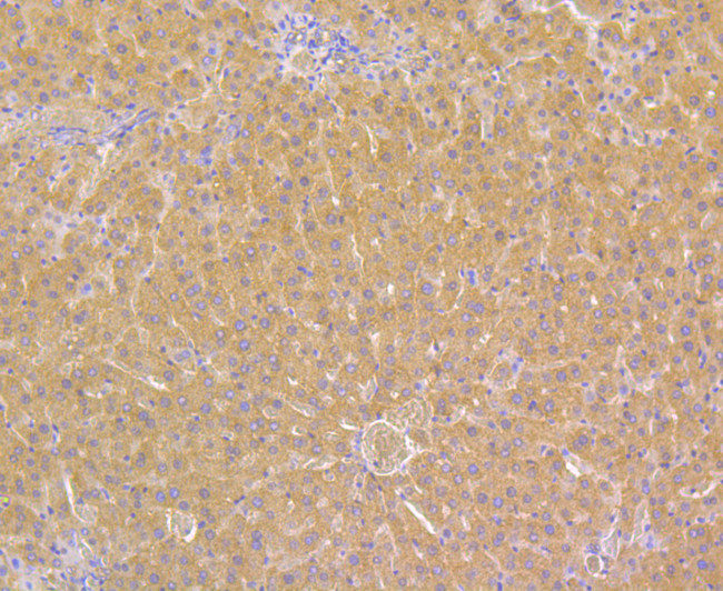 ORM1 Antibody in Immunohistochemistry (Paraffin) (IHC (P))