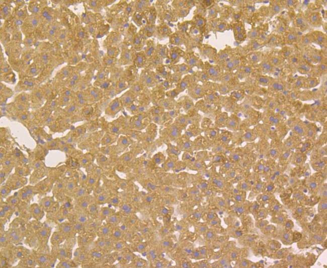 ORM1 Antibody in Immunohistochemistry (Paraffin) (IHC (P))